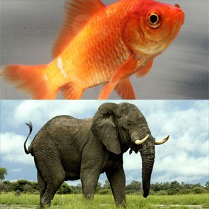 When it comes to Watchtower's Armageddon predictions, are you an elephant or a goldfish?